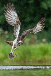 Western osprey (Pandion haliaetus) hunting with a trout, Aviemore, Scotland, Great Britain