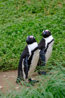 African penguin, penguin, Stony Point Penguin Colony, Bettys Bay, Garden Route, Western Cape, South