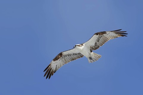 Western osprey (Pandion haliaetus) in flight, Everglades National Park, Florida, USA, North America