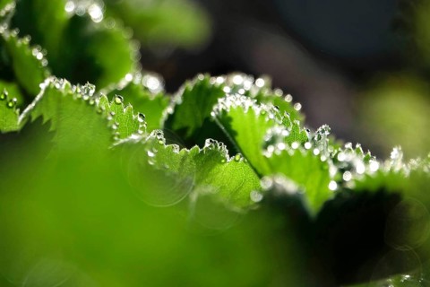 Lady's mantle, September, Germany, Europe