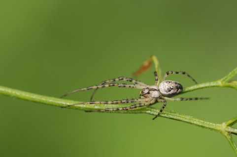 Autumn spider (Metellina segmentata, Meta segmentata), North Rhine-Westphalia, Germany, Europe