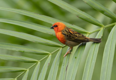 Red fody (Foudia madagascariensis), male, sitting on a palm tree, occurring in Madagascar, captive