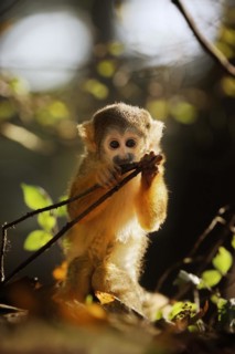Black-capped squirrel monkey (Saimiri boliviensis), juvenile, captive, occurrence in South America