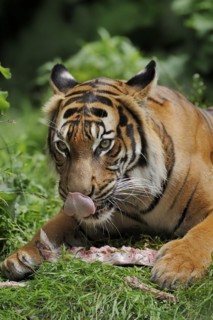 Sumatran tiger (Panthera tigris sumatrae), feeding, captive, occurring on Sumatra, Indonesia, Asia