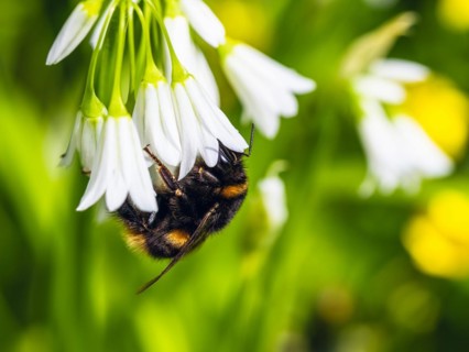Bumblebee on Three-Cornered Leek, Snowbell, Allium triquetrum in forest at spring time