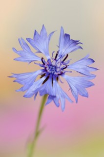 Cornflower (Centaurea cyanus), flower, North Rhine-Westphalia, Germany, Europe