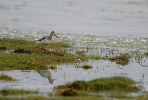 Common greenshank (Tringa nebularia) standing in shallow water, Poel Island, Mecklenburg-Western