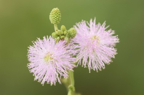 Mimosa or shameful sense plant (Mimosa pudica), flowers, native to South America