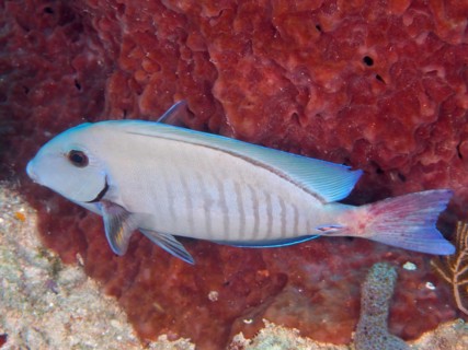 Bahia surgeonfish (Acanthurus bahianus), dive site John Pennekamp Coral Reef State Park, Key Largo,