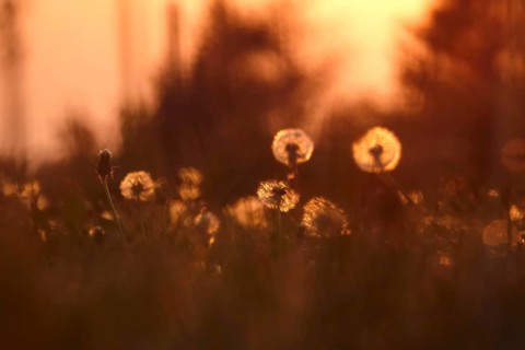 Dandelions in the evening light, May, Germany, Europe