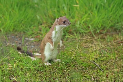 Ermine (Mustela erminea), large weasel