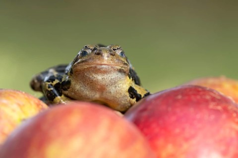 Common frog (Rana temporaria) adult amphibian closing its eyes on a fallen apple fruit on a garden