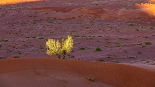 Wind-sculpted sand structure with green vegetation, in the Rub al Khali desert, Dhofar province,