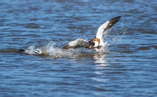 Common Shelduck, Tadorna tadorna birds in fight on marshes