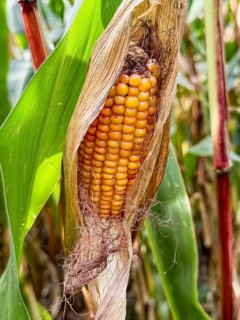 Ripe corn corn cob with visible yellow corn kernels of maize Corn plant (Zea mays), Germany, Europe