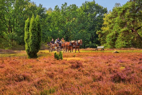 Heath landscape with horse-drawn carriage, Schneverdingen, Lüneburg Heath, Lower Saxony, Germany,