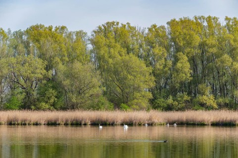 Pond landscape, reeds, reeds (Phragmites australis), willows (Salix) with fresh green leaves, mute