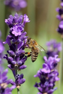 European honey bee (Apis mellifera), collecting nectar from a nearby flower of lavender (Lavandula