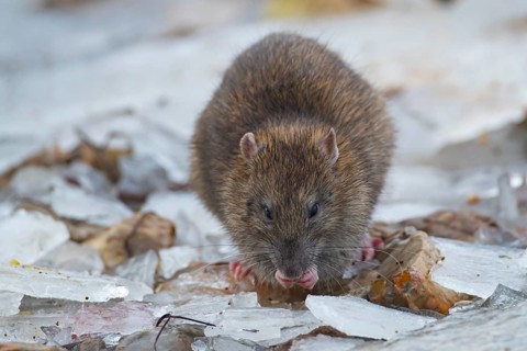 Brown rat (Rattus norvegicus) adult animal feeding on seed on a frozen pond, England, United