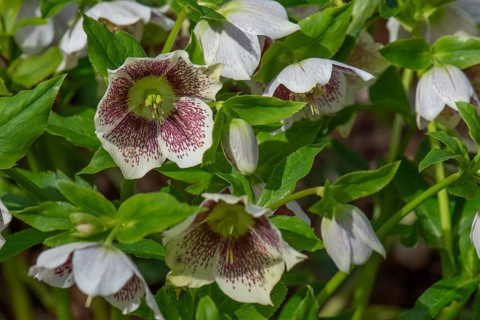 Oriental hellebore (Helleborus orientalis), Bavaria, Germany, Europe