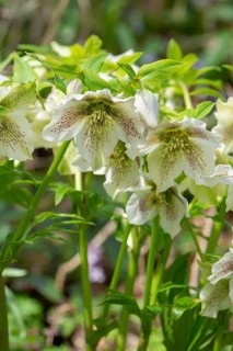 Oriental hellebore (Helleborus orientalis), Bavaria, Germany, Europe