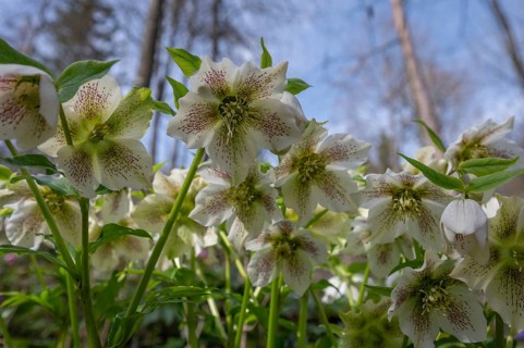Oriental hellebore (Helleborus orientalis), Bavaria, Germany, Europe