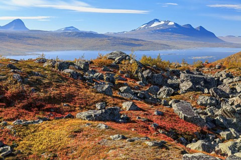 Autumn coloured blueberry bushes, red, sunny, stones, autumn, mountains, Stora Sjöfallet National