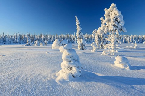 Snow-covered trees, morning light, winter landscape, winter, near Gällivare, Lapland, Sweden,