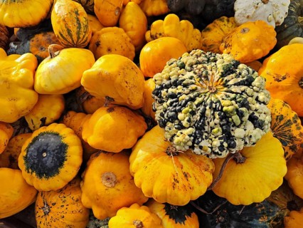 Patisson pumpkins, Lower Saxony, Germany, Europe