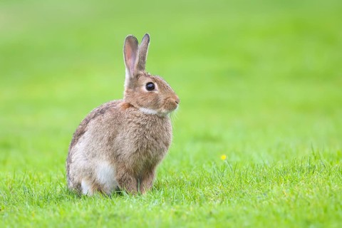 Wild rabbit (Oryctolagus cuniculus), in a meadow, adult, alert, wildlife, mammal, Baltic Sea coast,