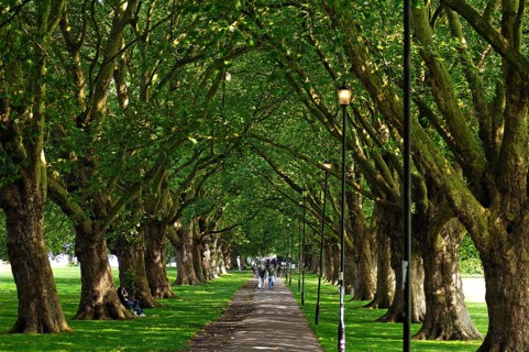 Plane tree avenue (Platanus hispanica) in Jesus Green Park, Cambridge, Cambridgeshire, England,