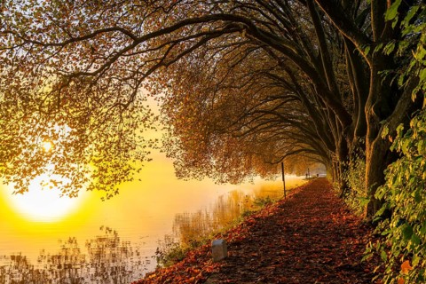 Autumn colours on the Platanen Allee, Hardenberg Ufer, lakeside path on Lake Baldeney, near Haus