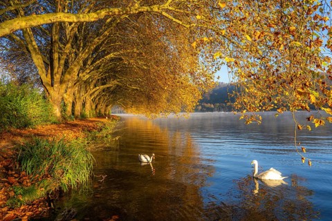 Autumnal colours at the Platanen Allee, Hardenberg Ufer, lakeside path at Lake Baldeney, near Haus