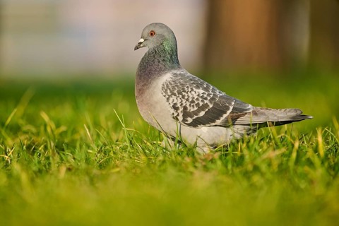 Feral pigeon (Columba livia domestica) on a meadow, Venice, Italy, Europe