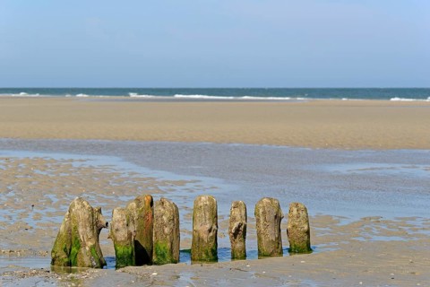 Old wooden groynes covered with algae and barnacles (Balanidae) on a sandy beach at low tide, North