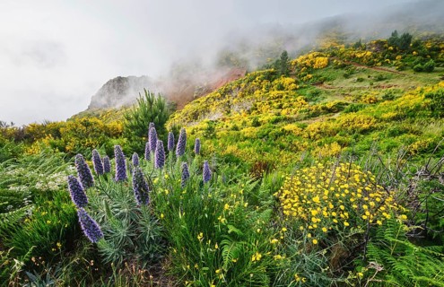Madeira landscape with Pride of Madeira flowers and blooming Cytisus shrubs and mountains in clouds
