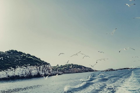 Seagulls off the coast of the Greek island of Skiathos, Greece, Europe