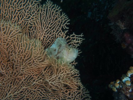 A well-camouflaged fish, a rocking fish (Taenianotus triacanthus), in a giant fan coral (Annella