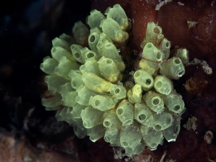 Transparent juvenile robust reef squirts (Atriolum robustum) growing on dark coral bottom, dive
