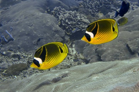 Two colourful fish, tobacco butterflyfish (Chaetodon fasciatus), swimming above a coral landscape,
