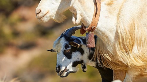 Goat with bell and lamb in close proximity to each other, goat (s), free-range, central north of