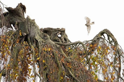 A sparrowhawk (Accipiter nisus) flies over an old tree with drooping branches covered with autumn
