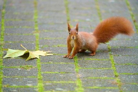 Eurasian squirrel (Sciurus vulgaris), on a paved path, focussed with upraised bushy tail,