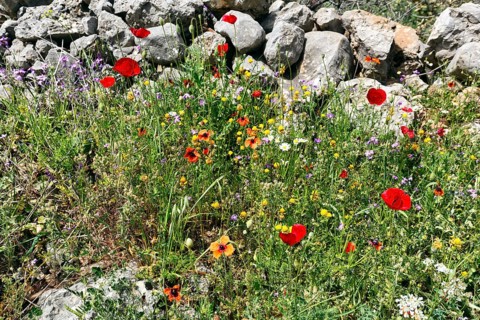 Flower meadow in spring, corn poppy, traditional dry stone wall, Pyrgos, Mani, Greece, Europe