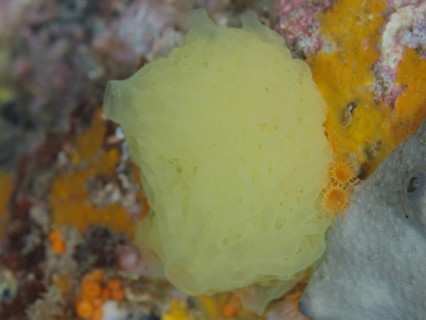 Yellow lattice calcareous sponge (Clathrina clathrus), marine sponge, on a colourful underwater
