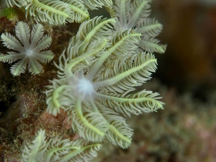 Fan-like, green coral in flower shape, tube coral (Clavularia viridis), in the reef, dive site