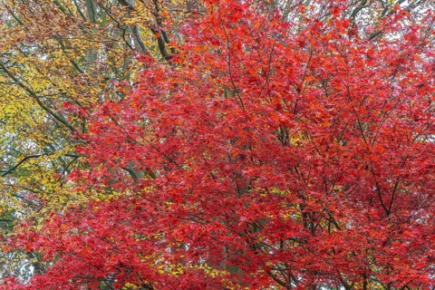 Japanese fan maple (Acer palmatum Trompenburg), autumn colours, Emsland, Lower Saxony, Germany,
