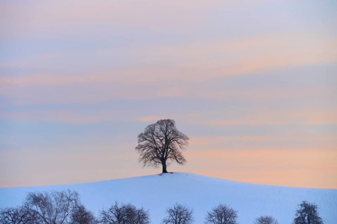 Single tree stands on a snow-covered hill in front of a pastel-coloured sunrise, Menzingen, Zug,