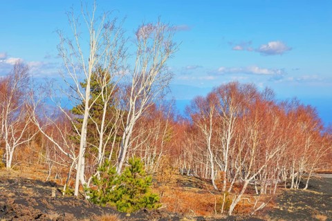 Birch trees (Betula aetnensis) sprouting, Etna, Sicily, Italy, Europe