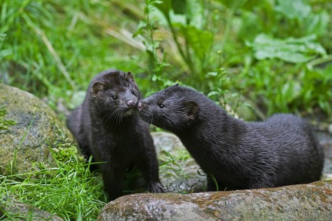 Two American minks (Neovison vison, Mustela vison), mustelid native to North America meeting on